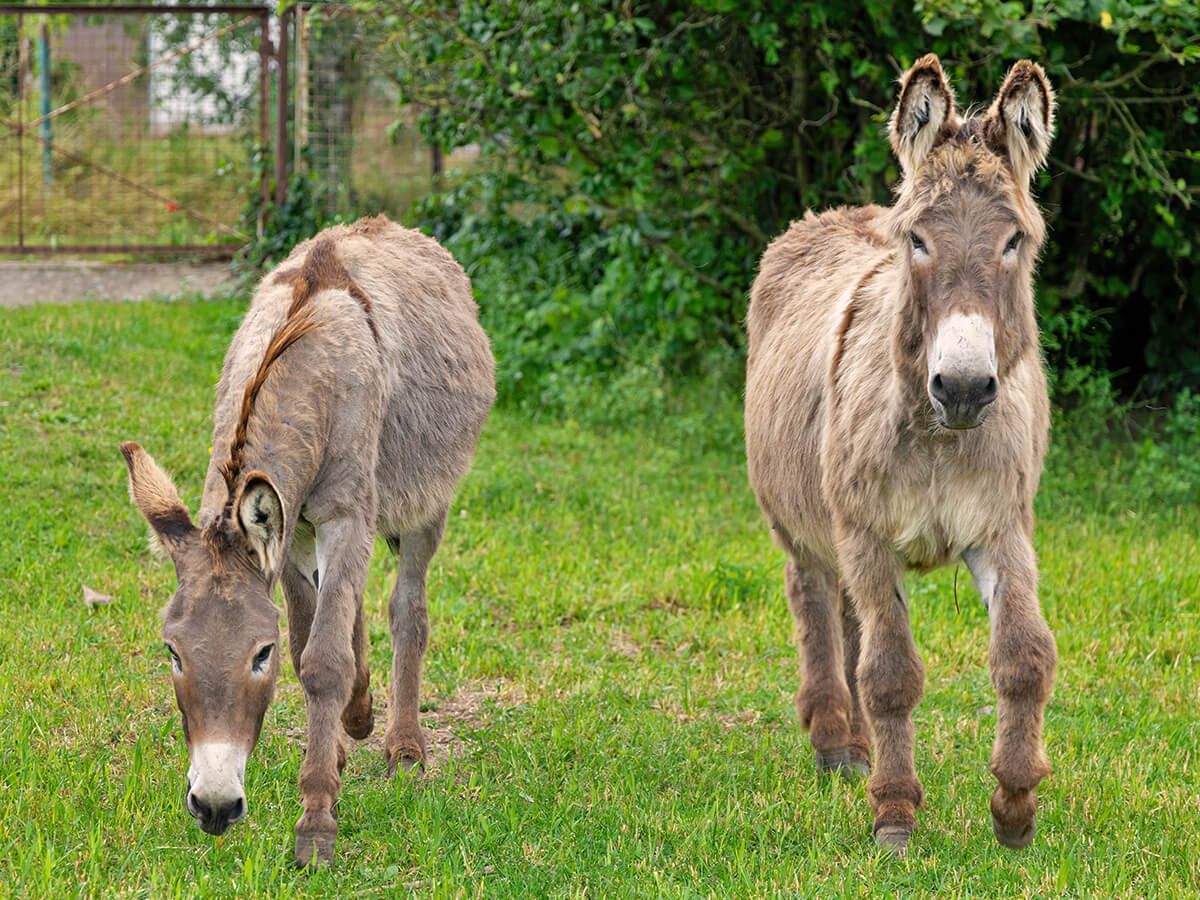 Unsere Esel Django & Elvis_c80_scale_1335_1000.jpg